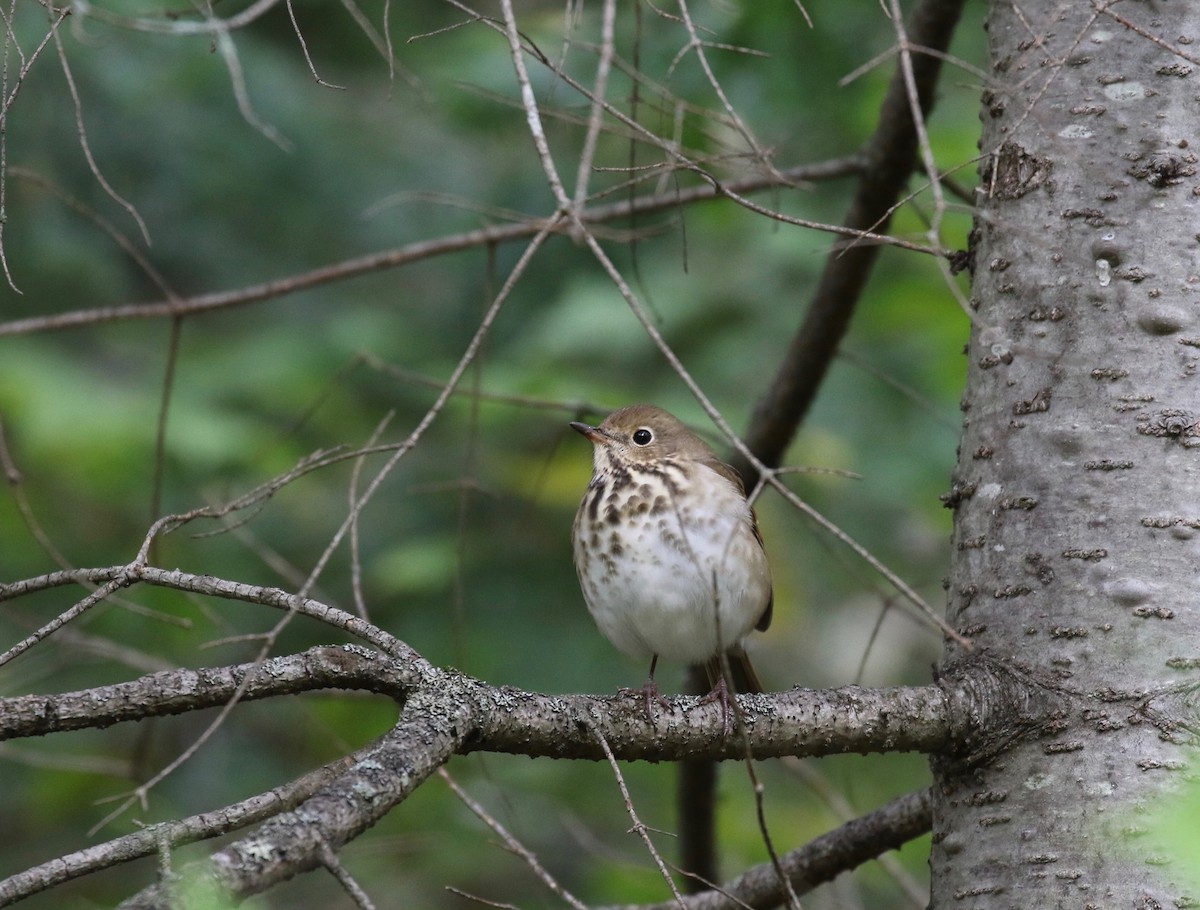 Hermit Thrush - ML284987061