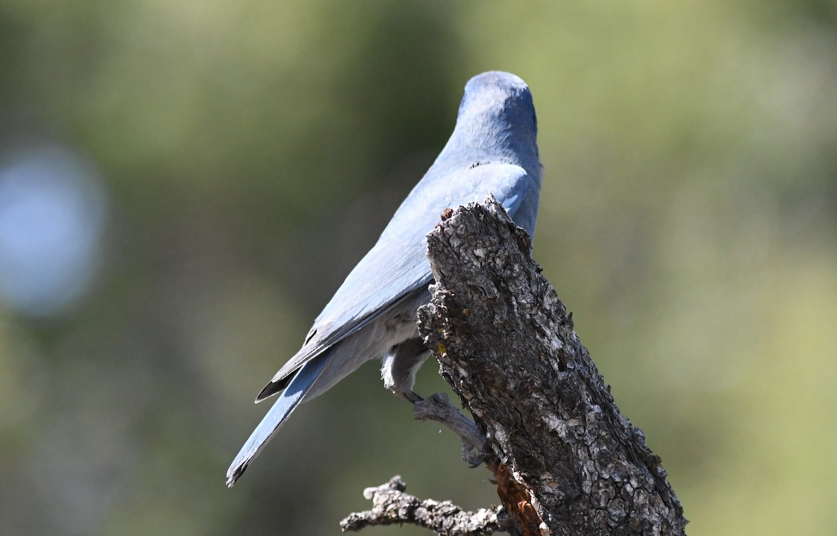 Pinyon Jay - ML284987151