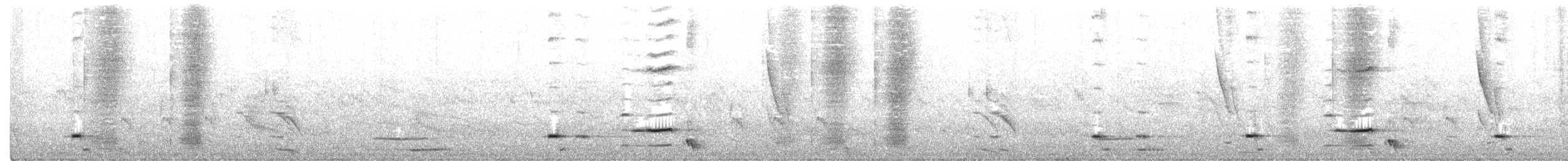Méliphage carillonneur - ML284987771