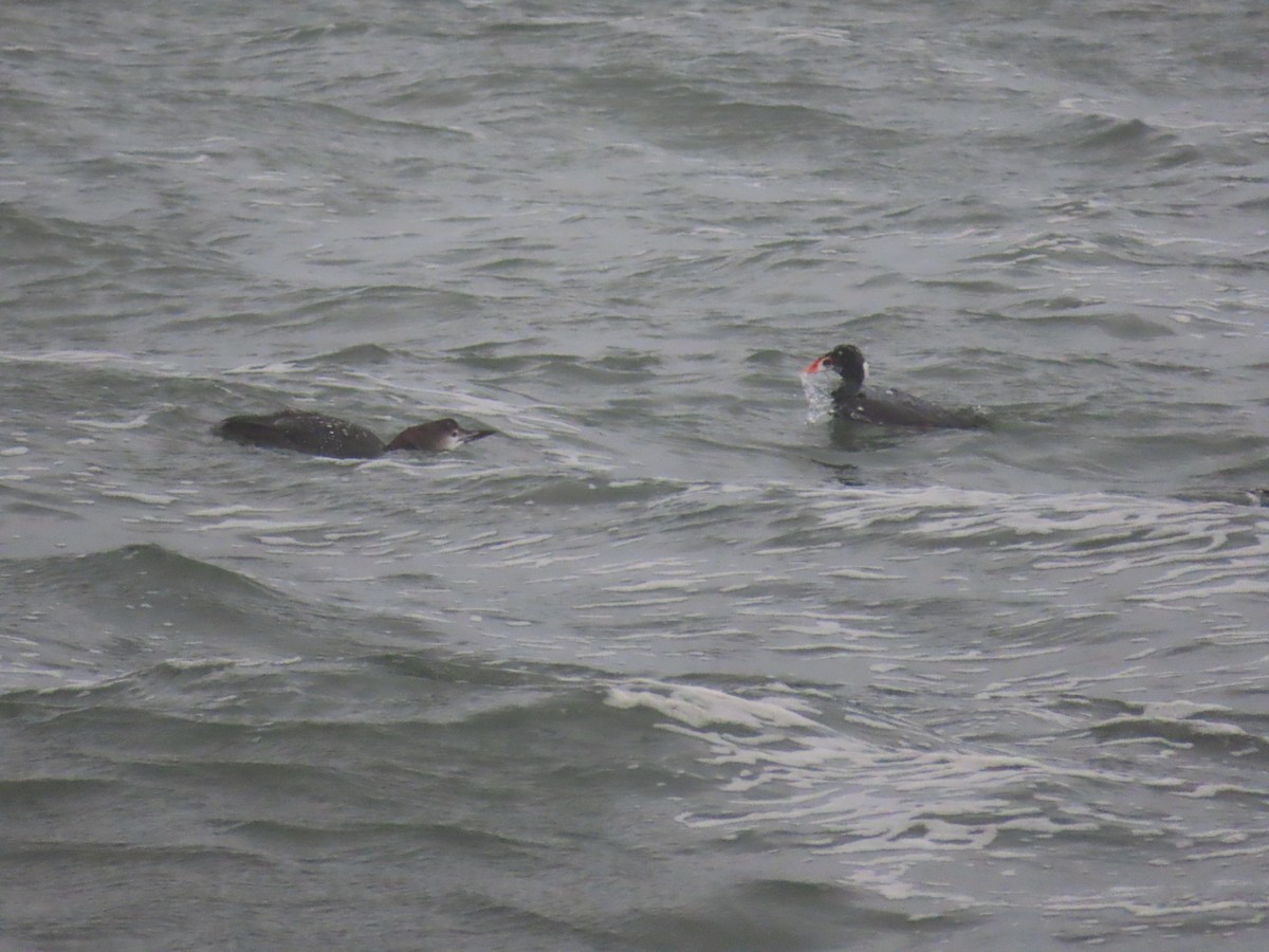 Common Loon - ML284988261