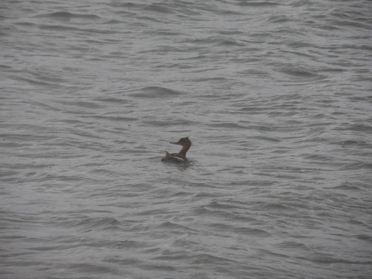Red-breasted Merganser - ML284988571