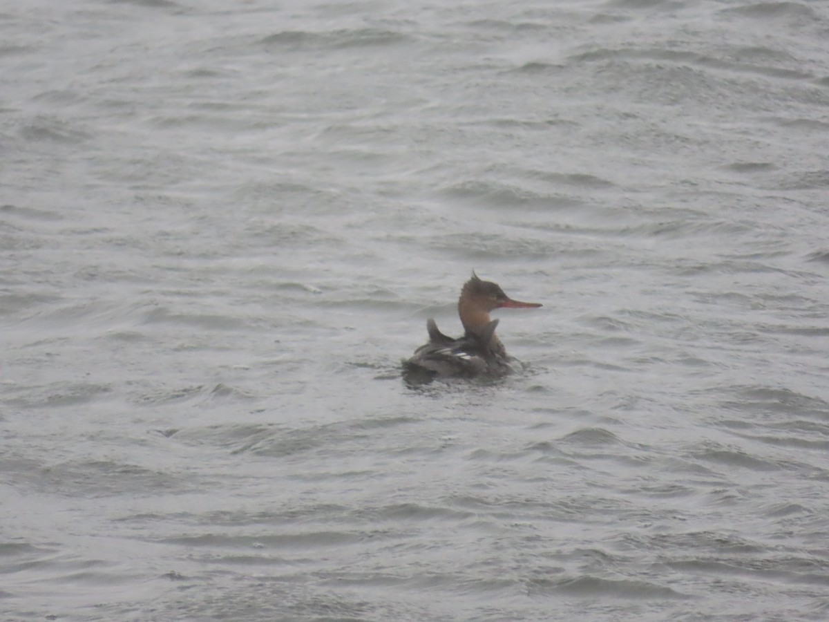 Red-breasted Merganser - ML284988611