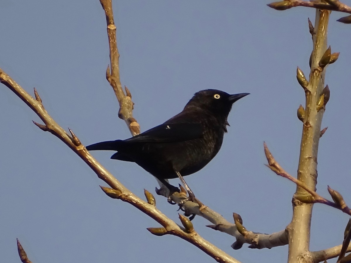 Rusty Blackbird - ML284989871