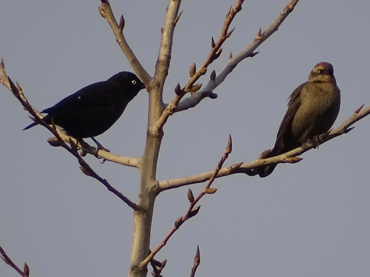 Rusty Blackbird - ML284989911