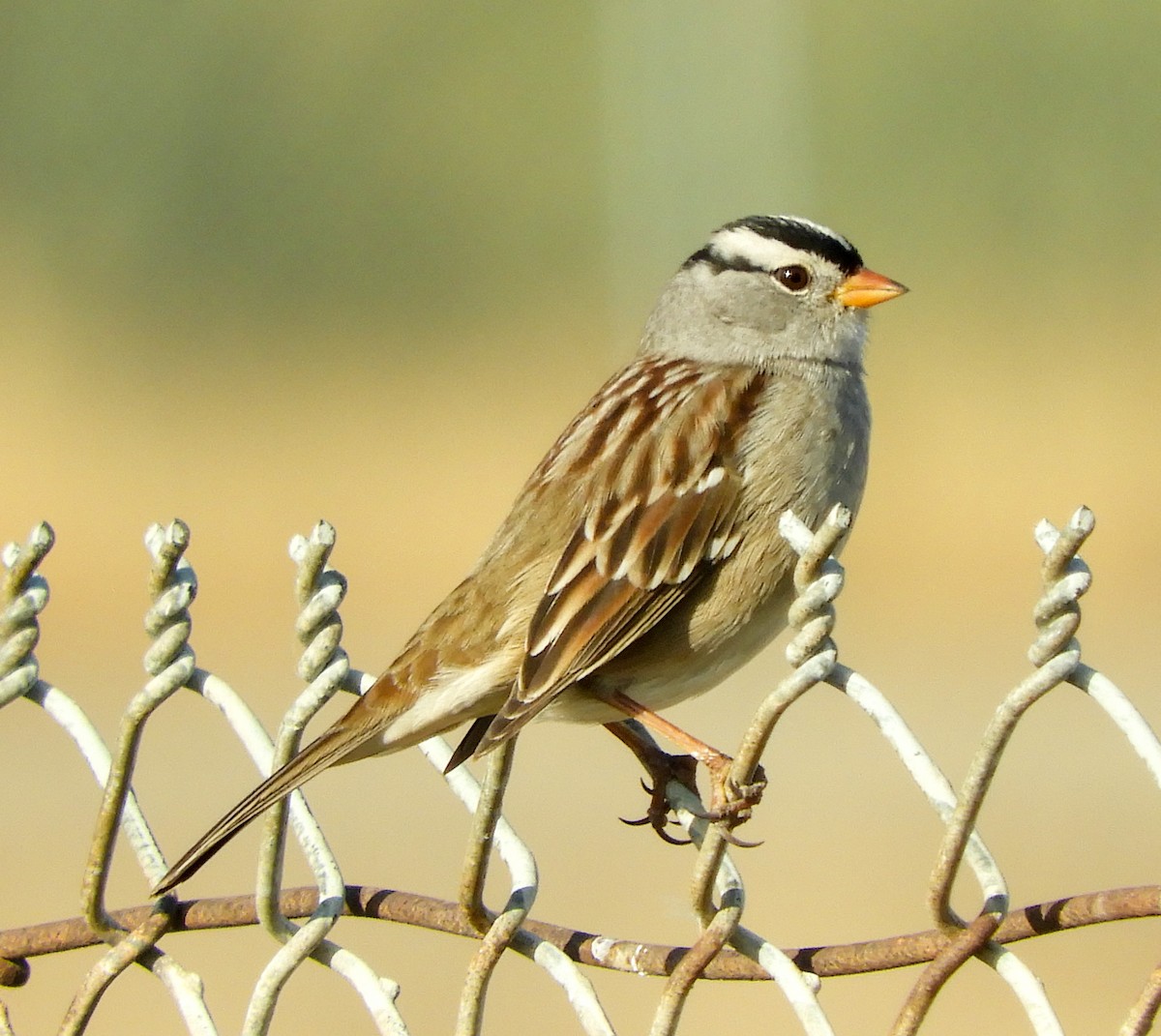 White-crowned Sparrow (Gambel's) - Ken Schneider