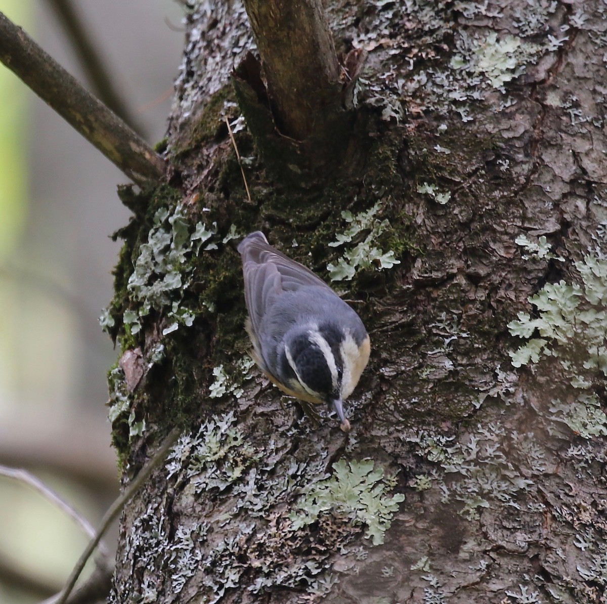 Red-breasted Nuthatch - ML284990851