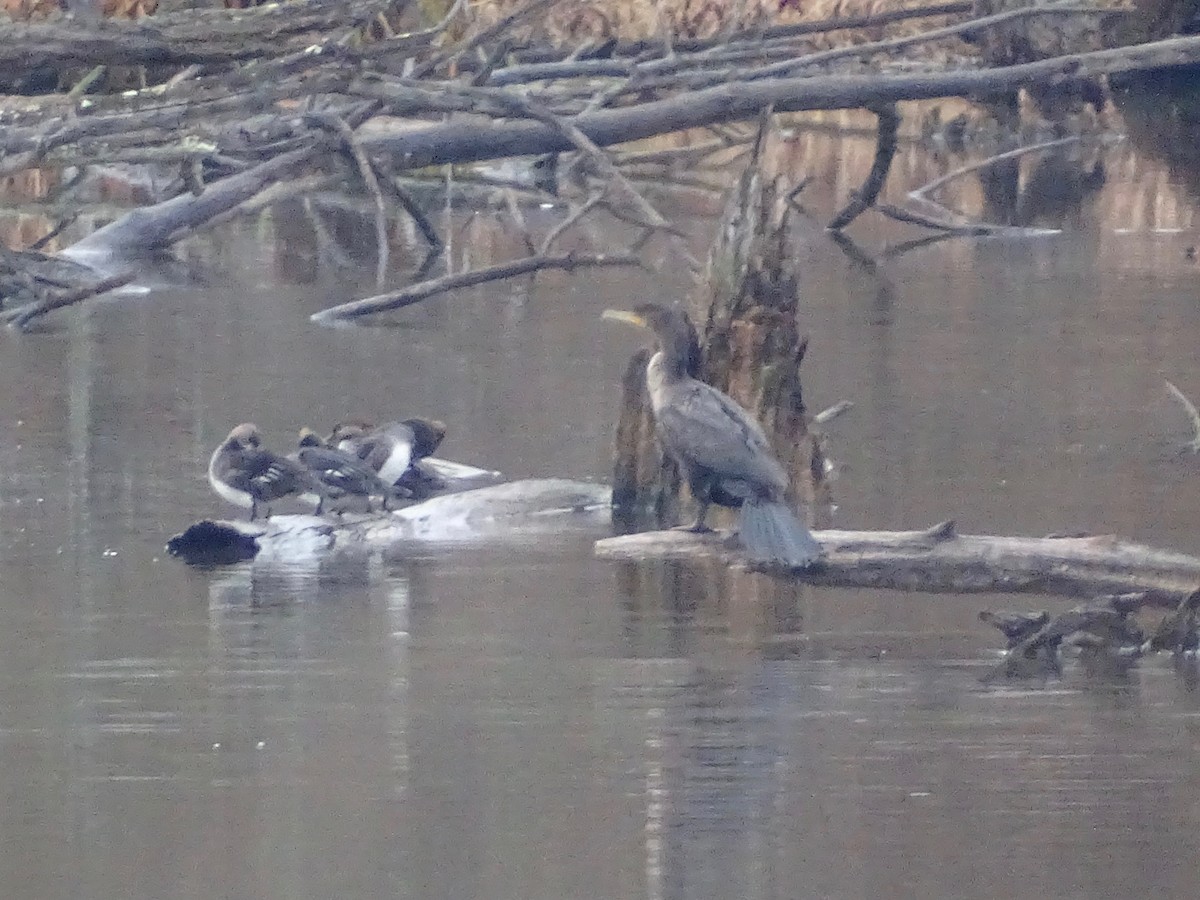 Double-crested Cormorant - ML284991741