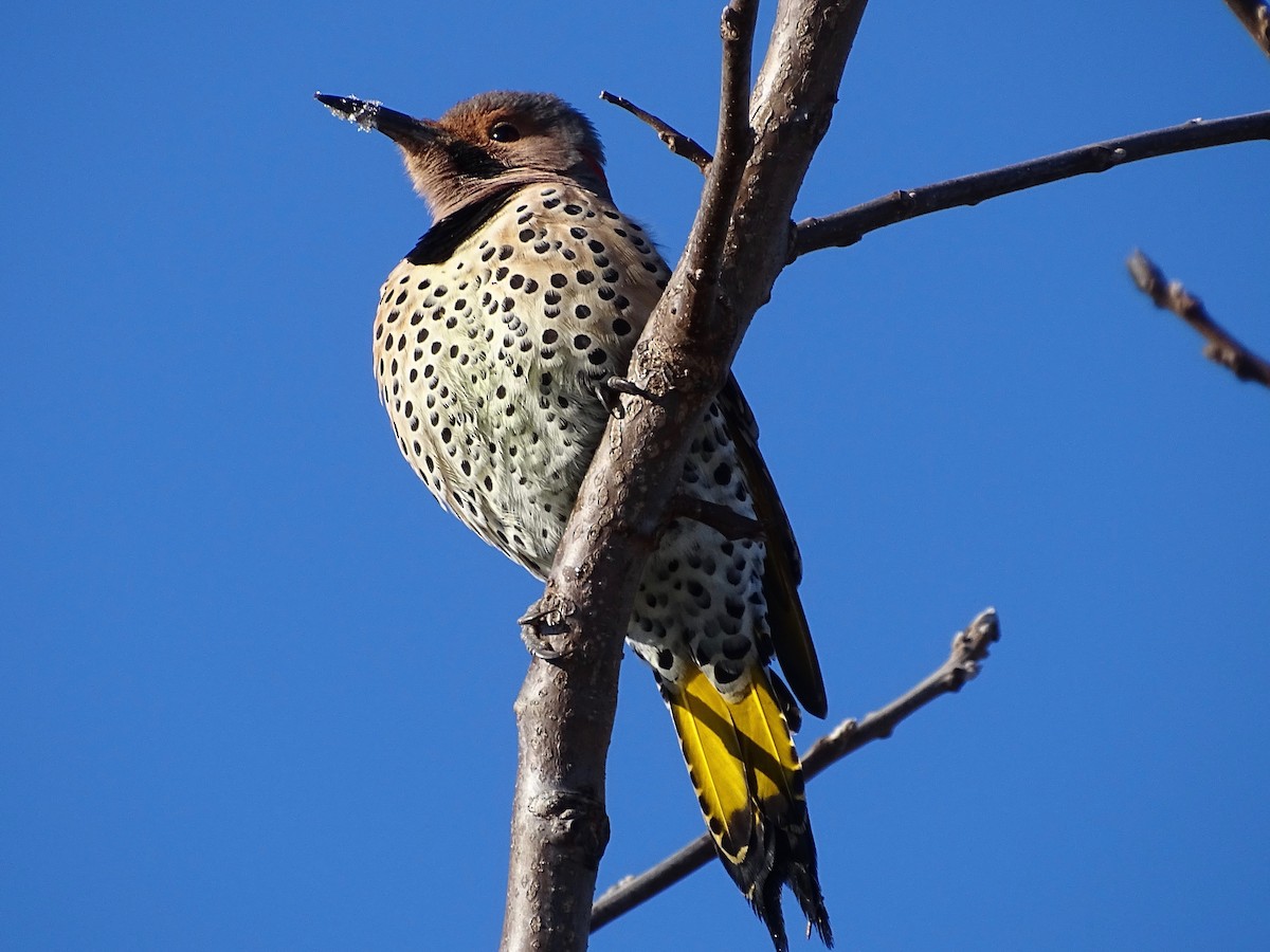 Northern Flicker - ML284993301