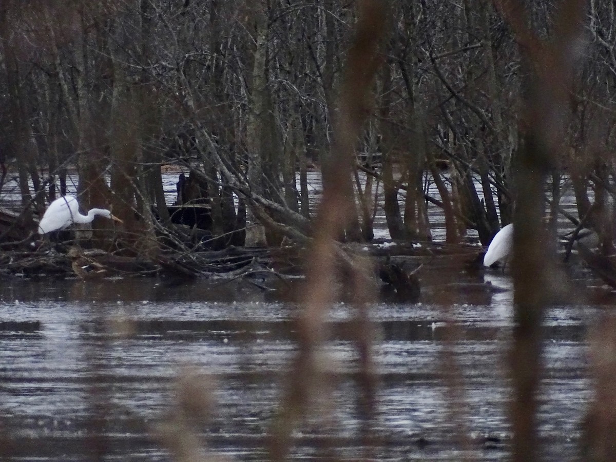 Great Egret - ML284993721