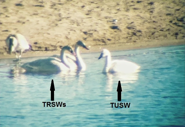 Trumpeter Swan - Kristin Purdy