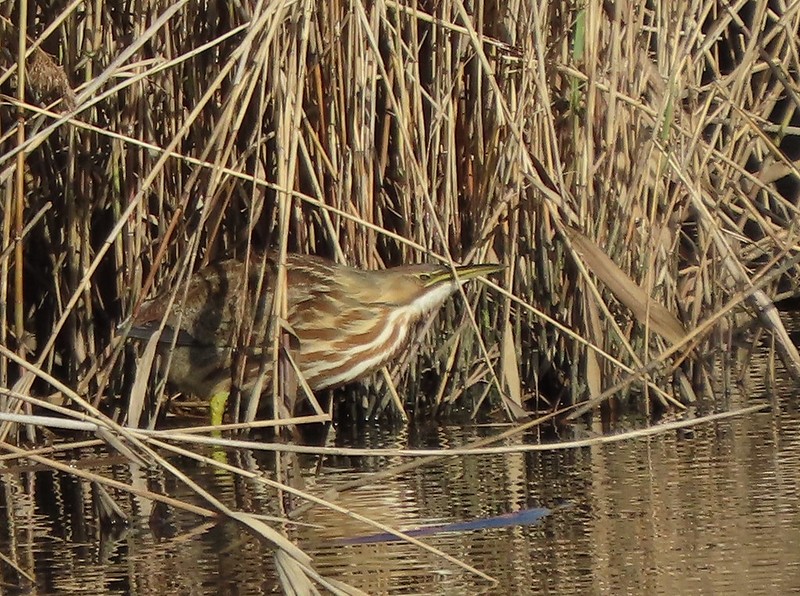 American Bittern - ML284997711