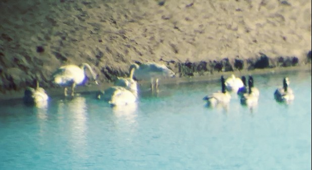 Trumpeter Swan - Kristin Purdy