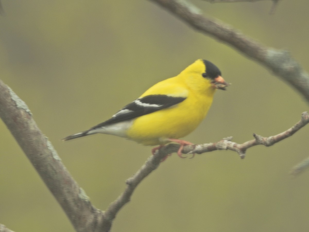 American Goldfinch - ML28499951