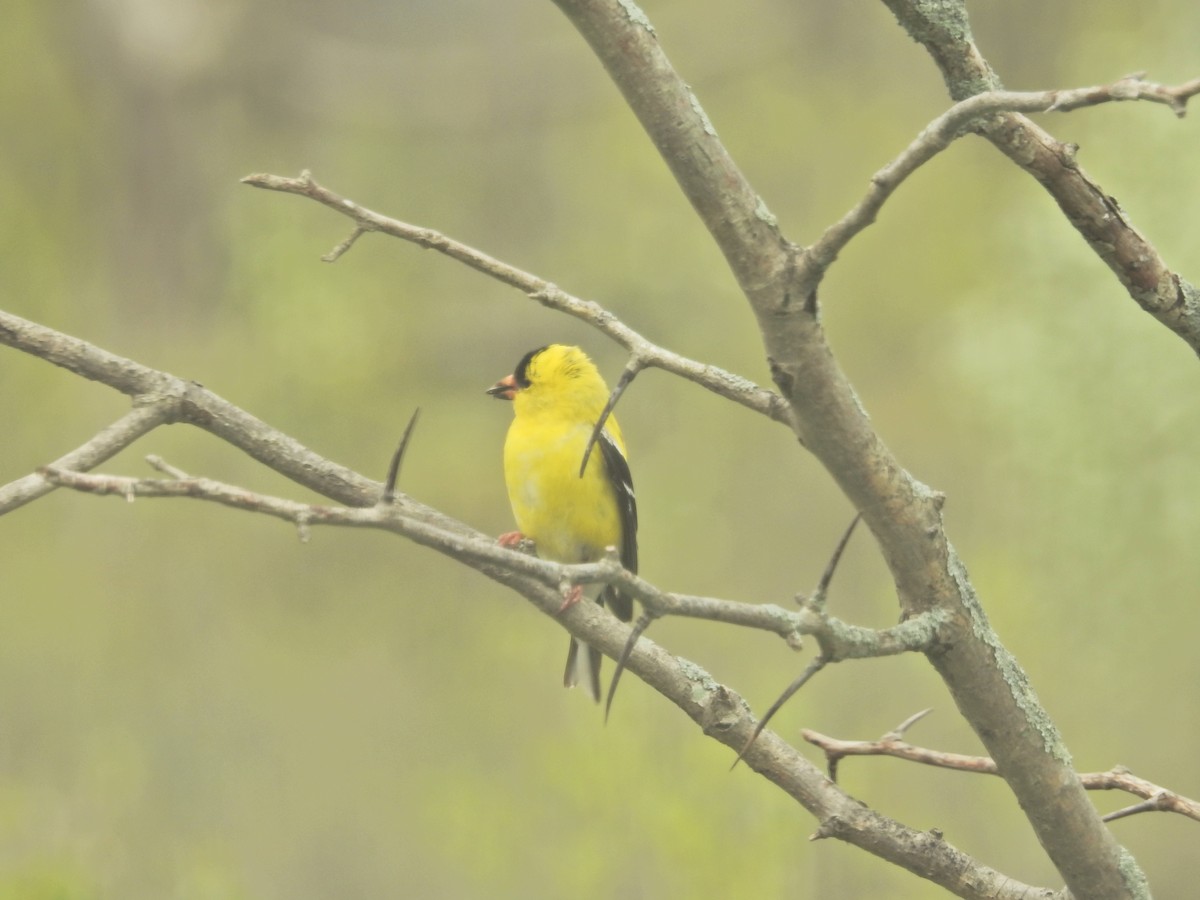 American Goldfinch - ML28499961