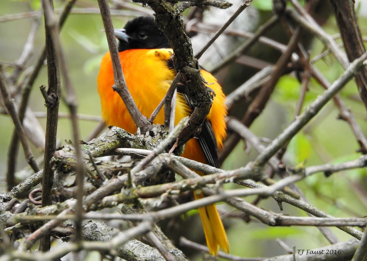 Baltimore Oriole - ML28499991