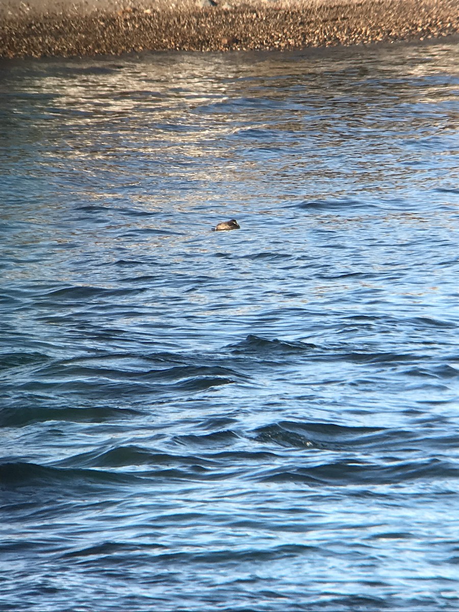 Ruddy Duck - Scott Olshanoski