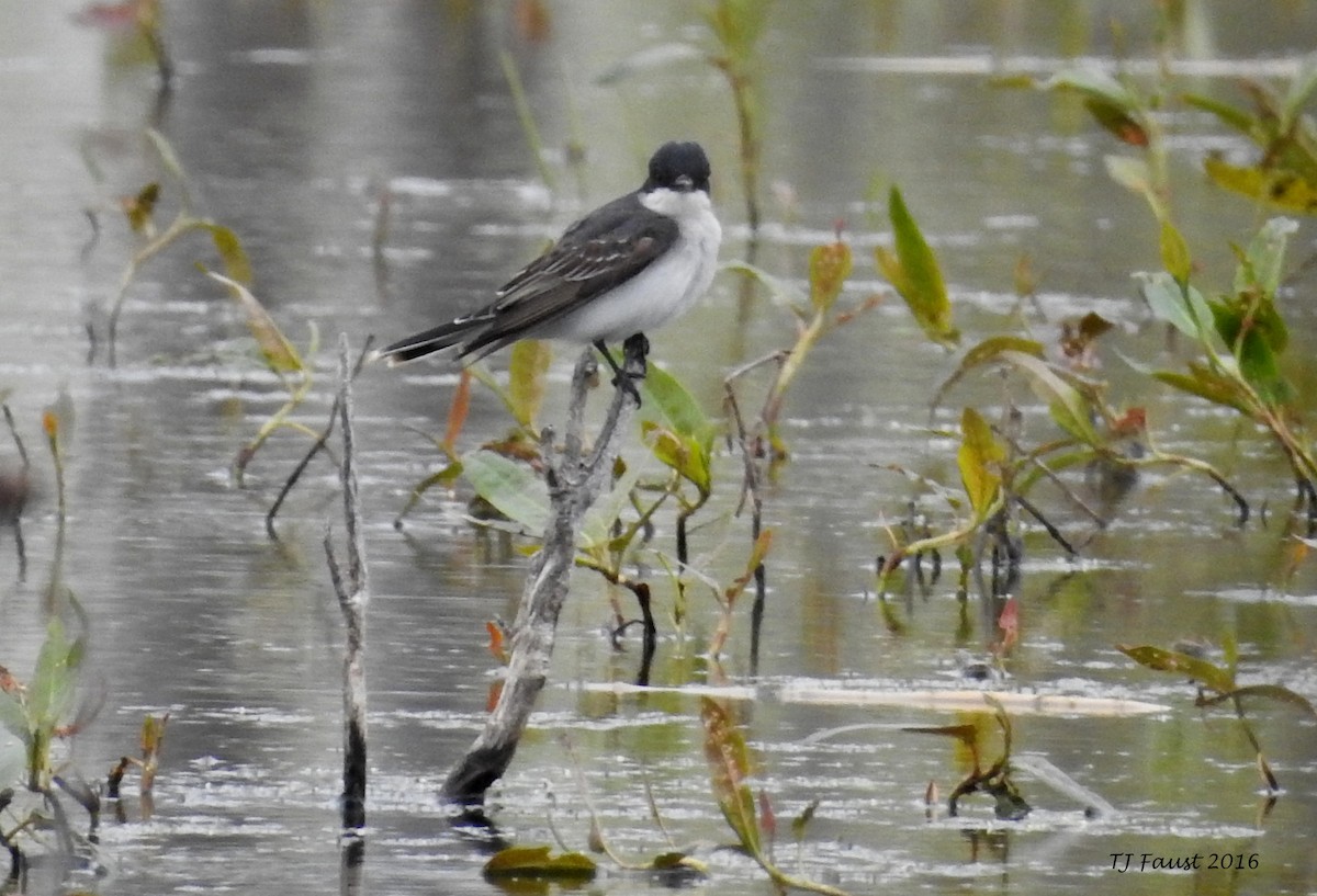 Schieferrücken-Königstyrann - ML28500041