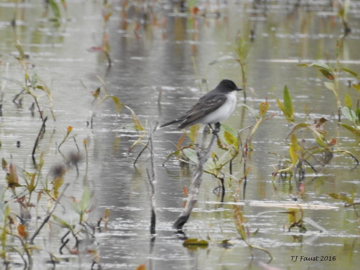 Eastern Kingbird - ML28500051