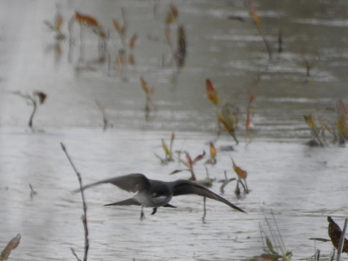 Eastern Kingbird - ML28500061