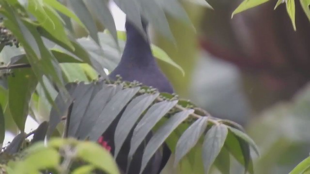 Pigeon à couronne blanche - ML285001961