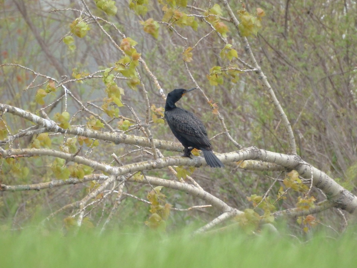 Double-crested Cormorant - ML28500201