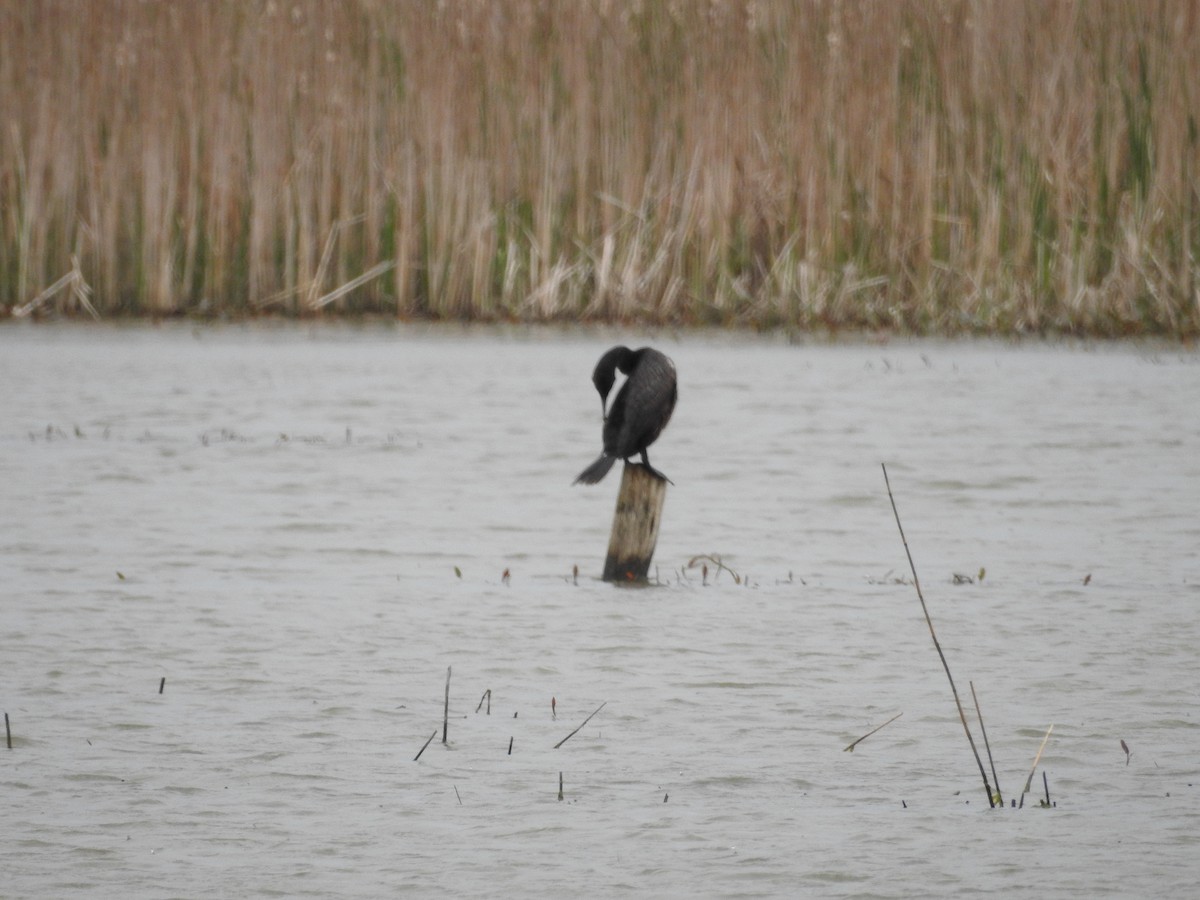 Double-crested Cormorant - ML28500211