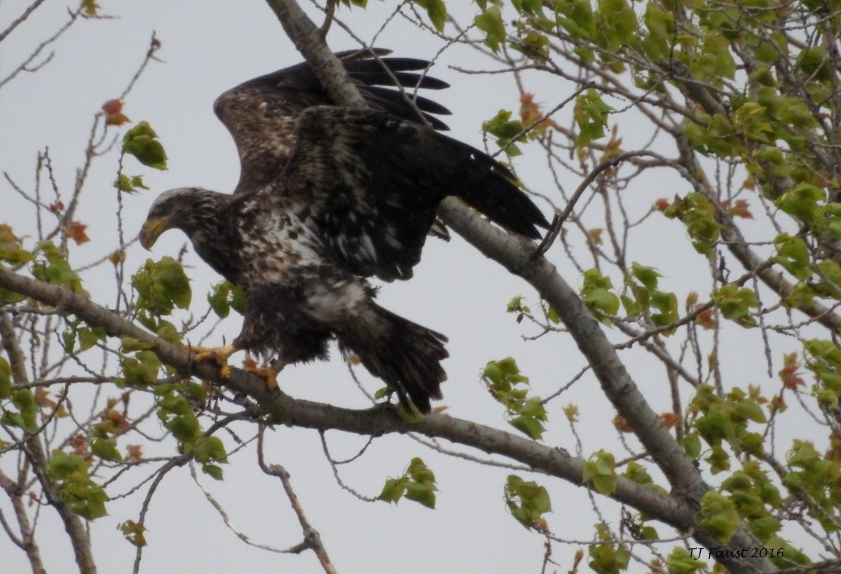 Weißkopf-Seeadler - ML28500291