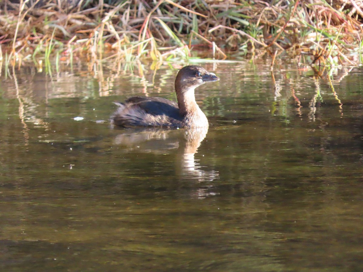 Pied-billed Grebe - Anne (Webster) Leight
