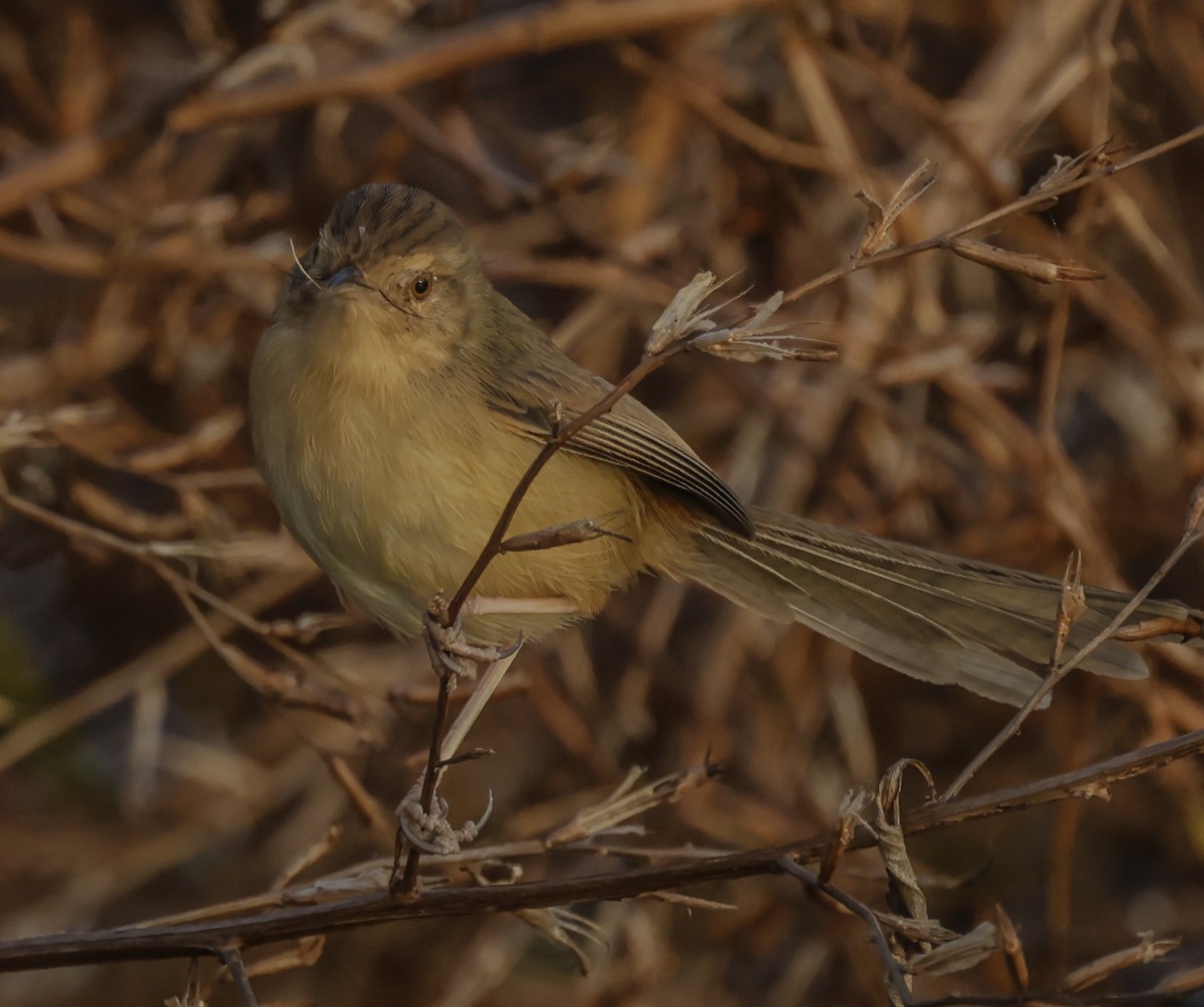 Yellow-bellied Prinia - ML285003041