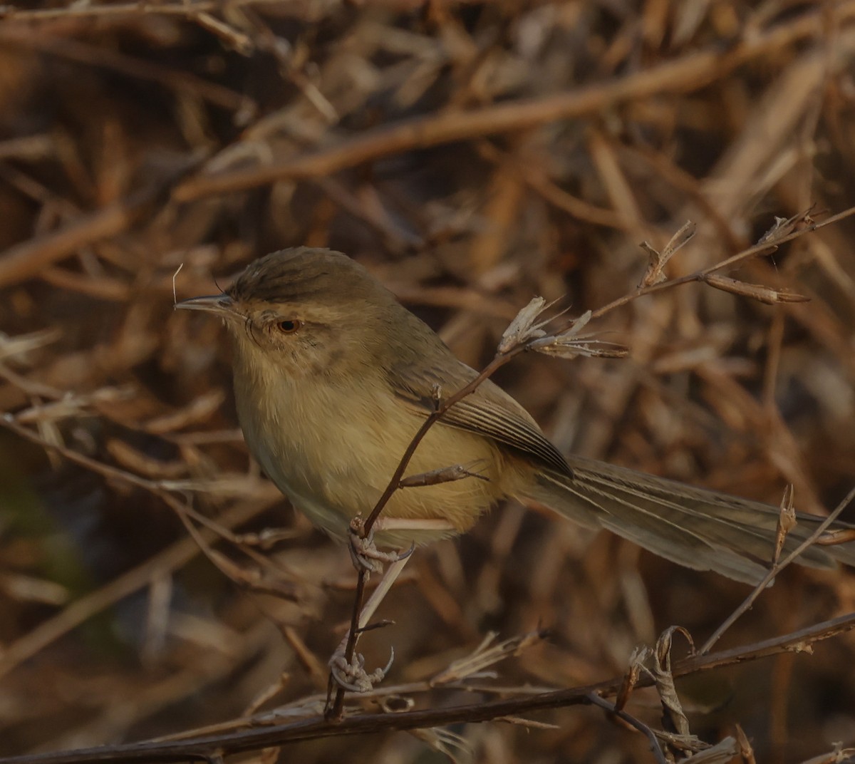 Yellow-bellied Prinia - ML285003061