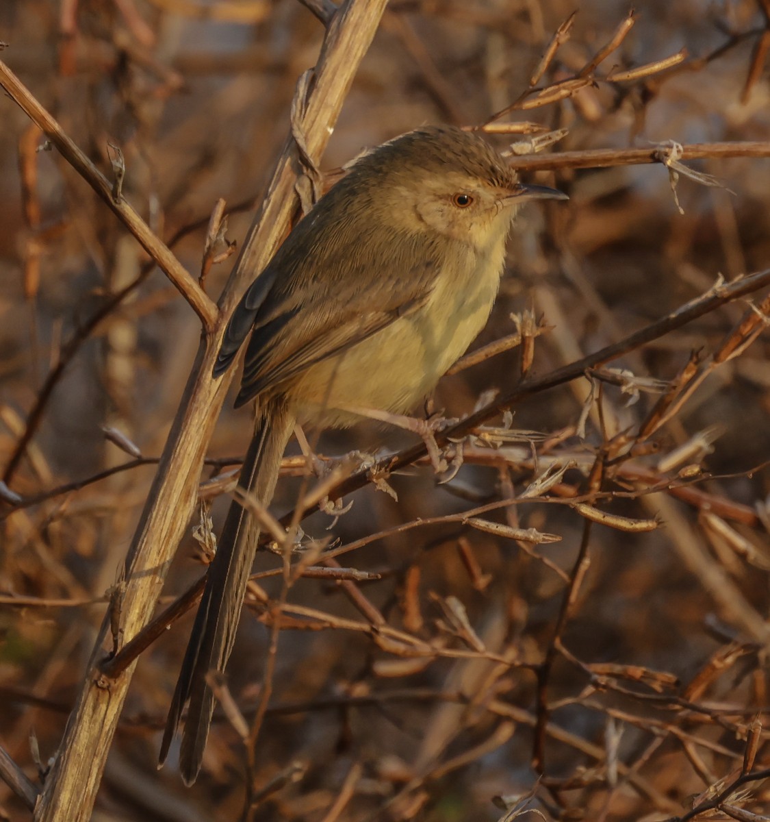 Yellow-bellied Prinia - ML285003081