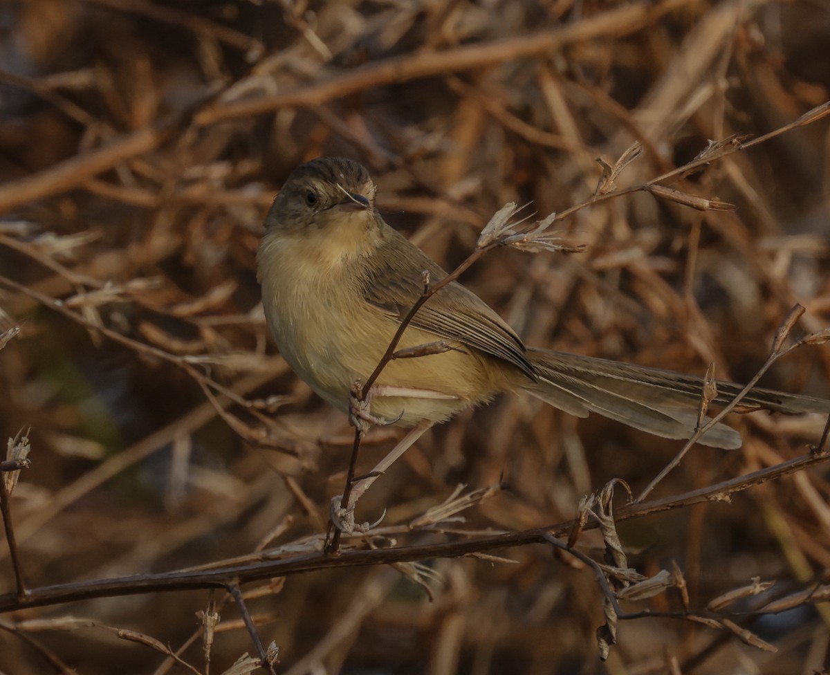 Yellow-bellied Prinia - ML285003091