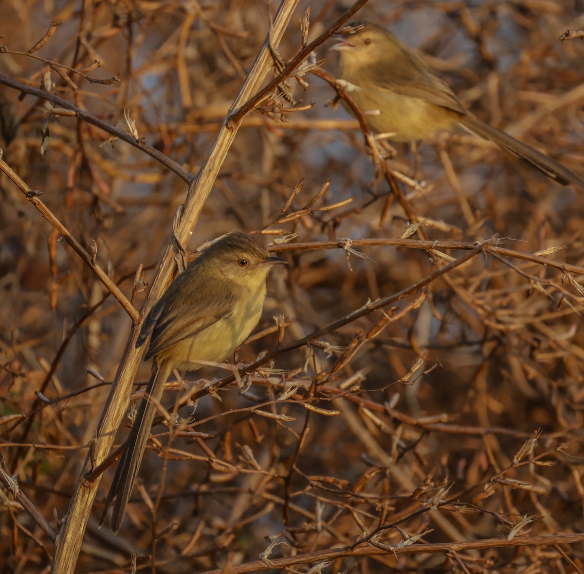 Yellow-bellied Prinia - ML285003141