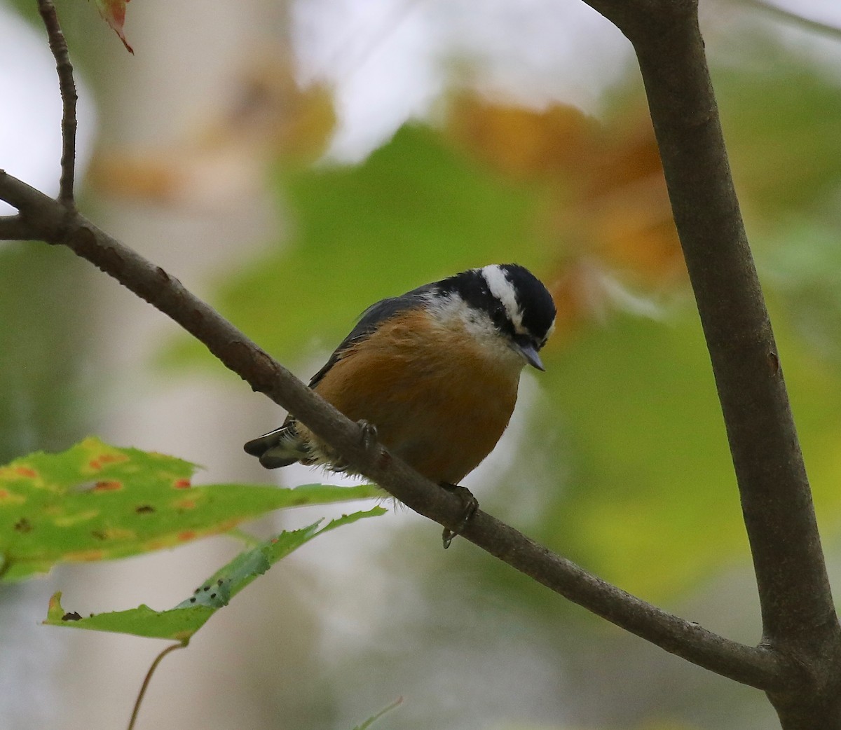 Red-breasted Nuthatch - ML285003191