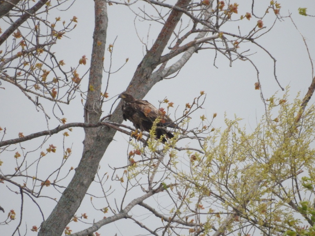 Weißkopf-Seeadler - ML28500321