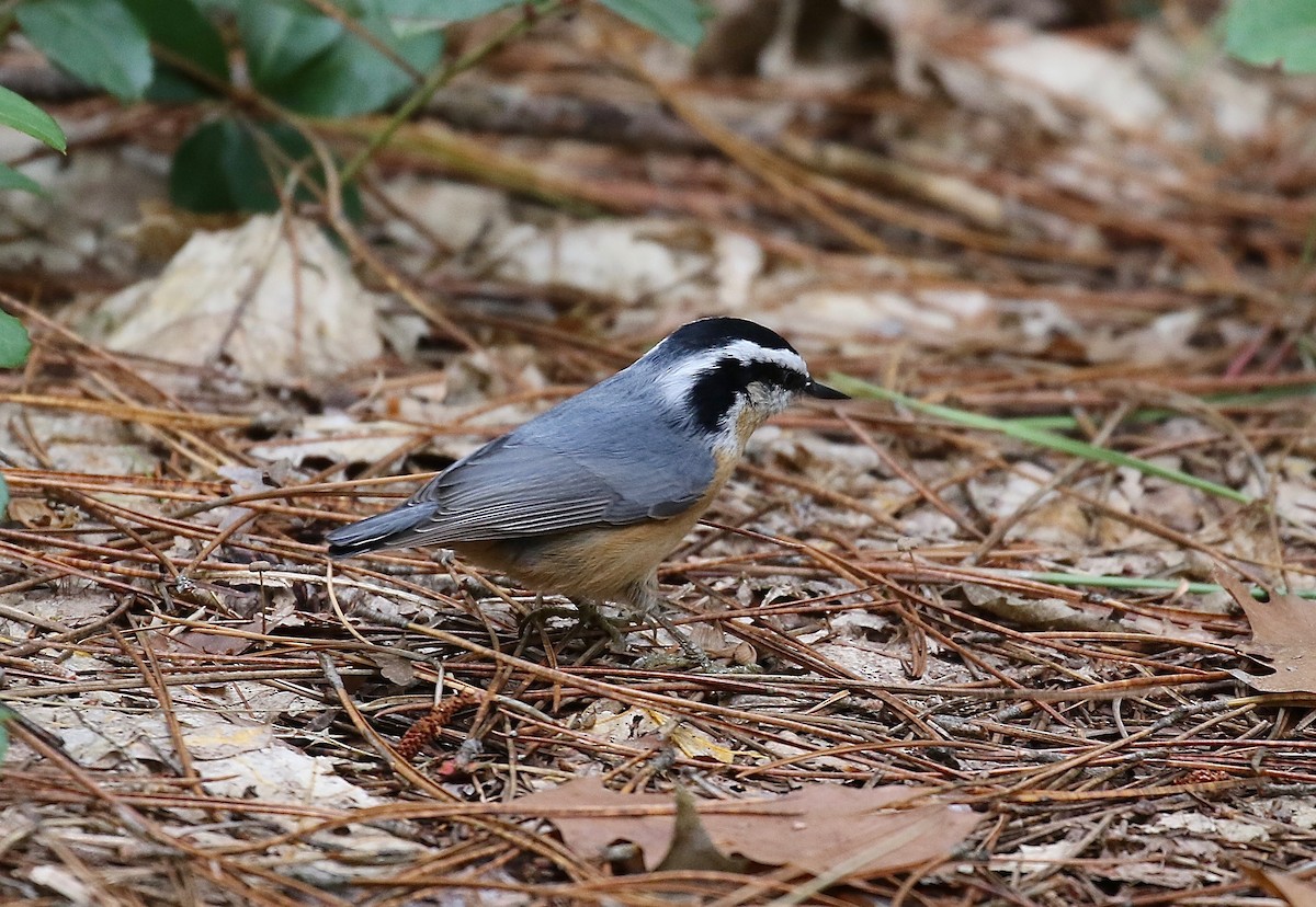 Red-breasted Nuthatch - ML285003371