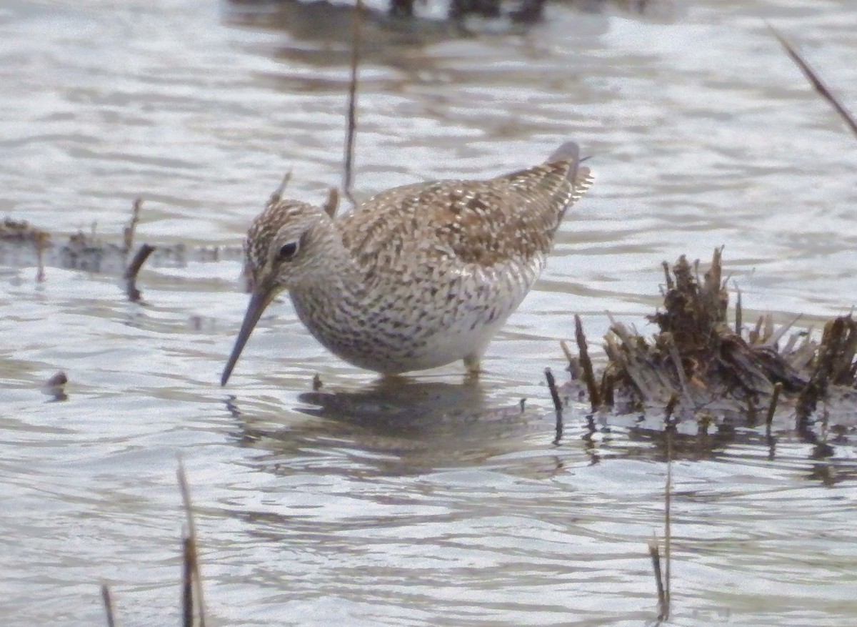 Lesser Yellowlegs - ML28500351