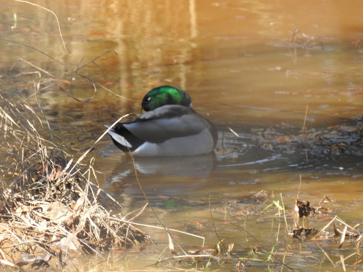 Canard colvert - ML285003781