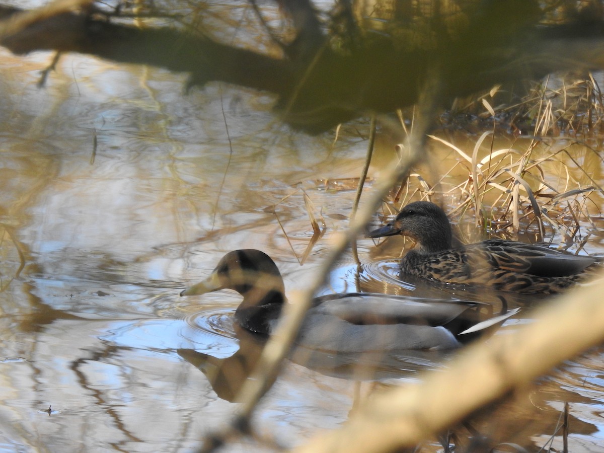 Canard colvert - ML285003811