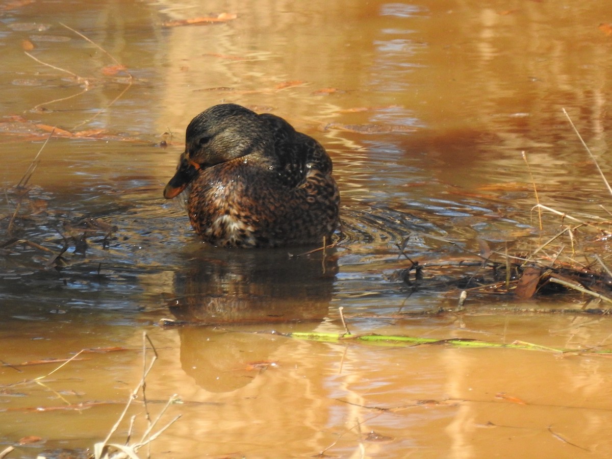 Mallard - ML285003831