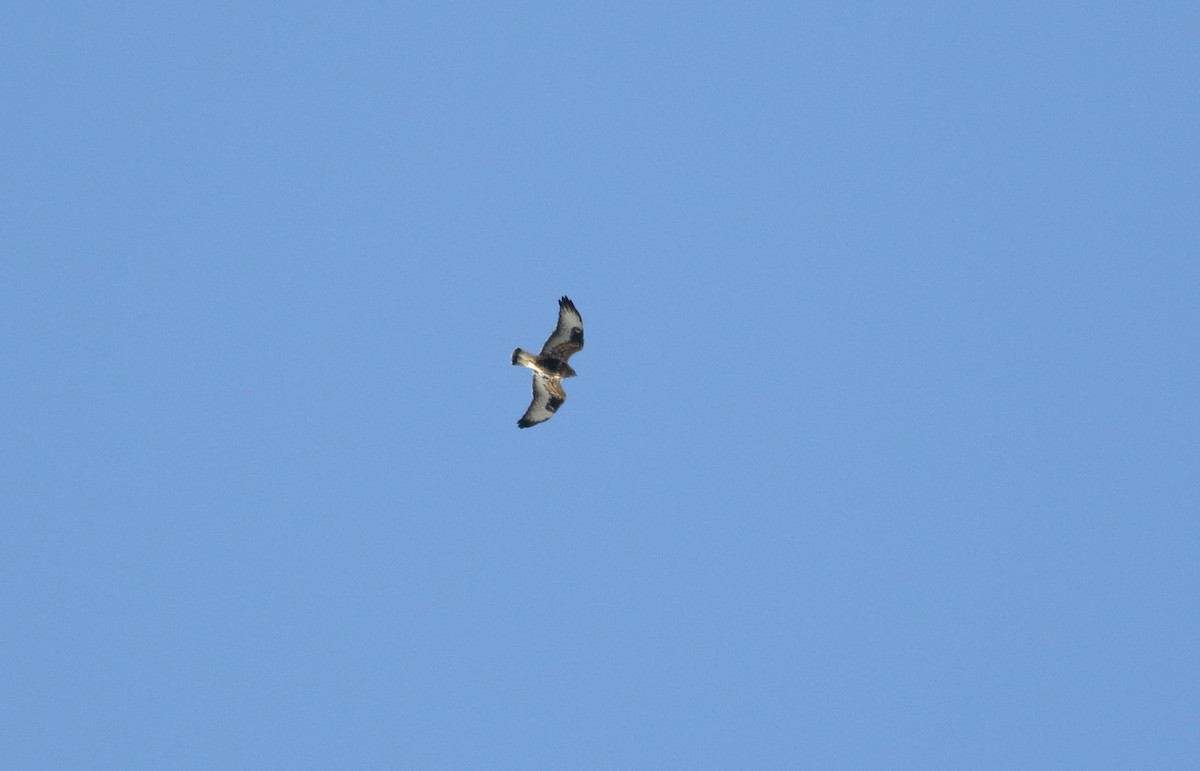 Rough-legged Hawk - ML285003881