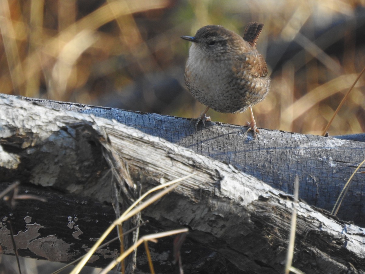 Winter Wren - ML285004461