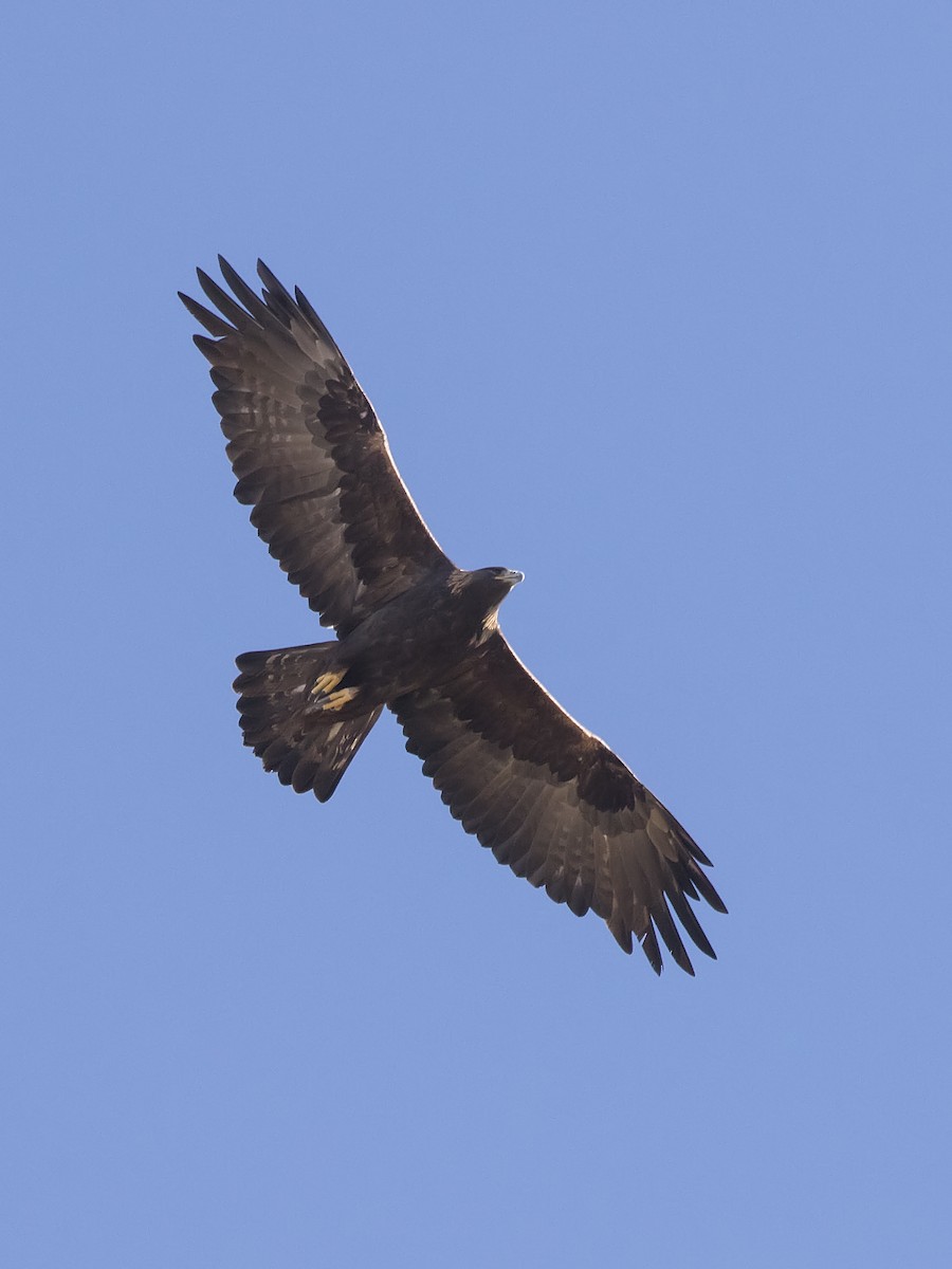 Golden Eagle - Bob Martinka