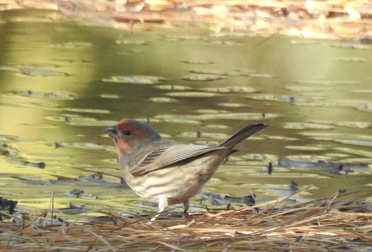 House Finch - ML285004841