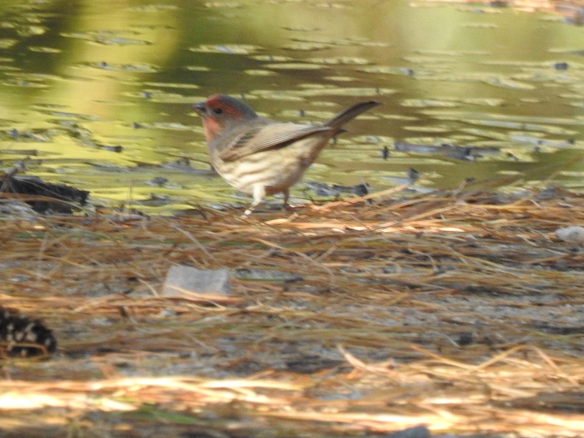 House Finch - ML285004941