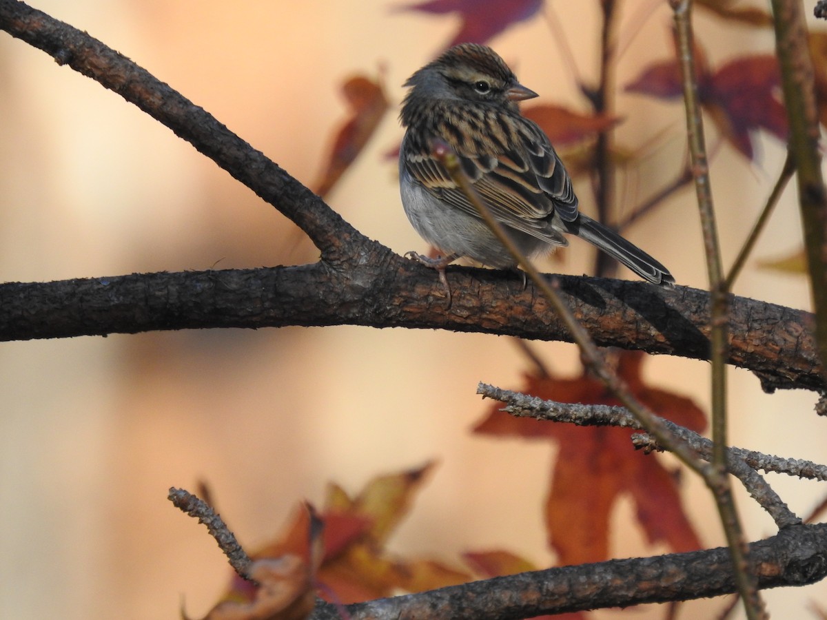 Chipping Sparrow - ML285005311