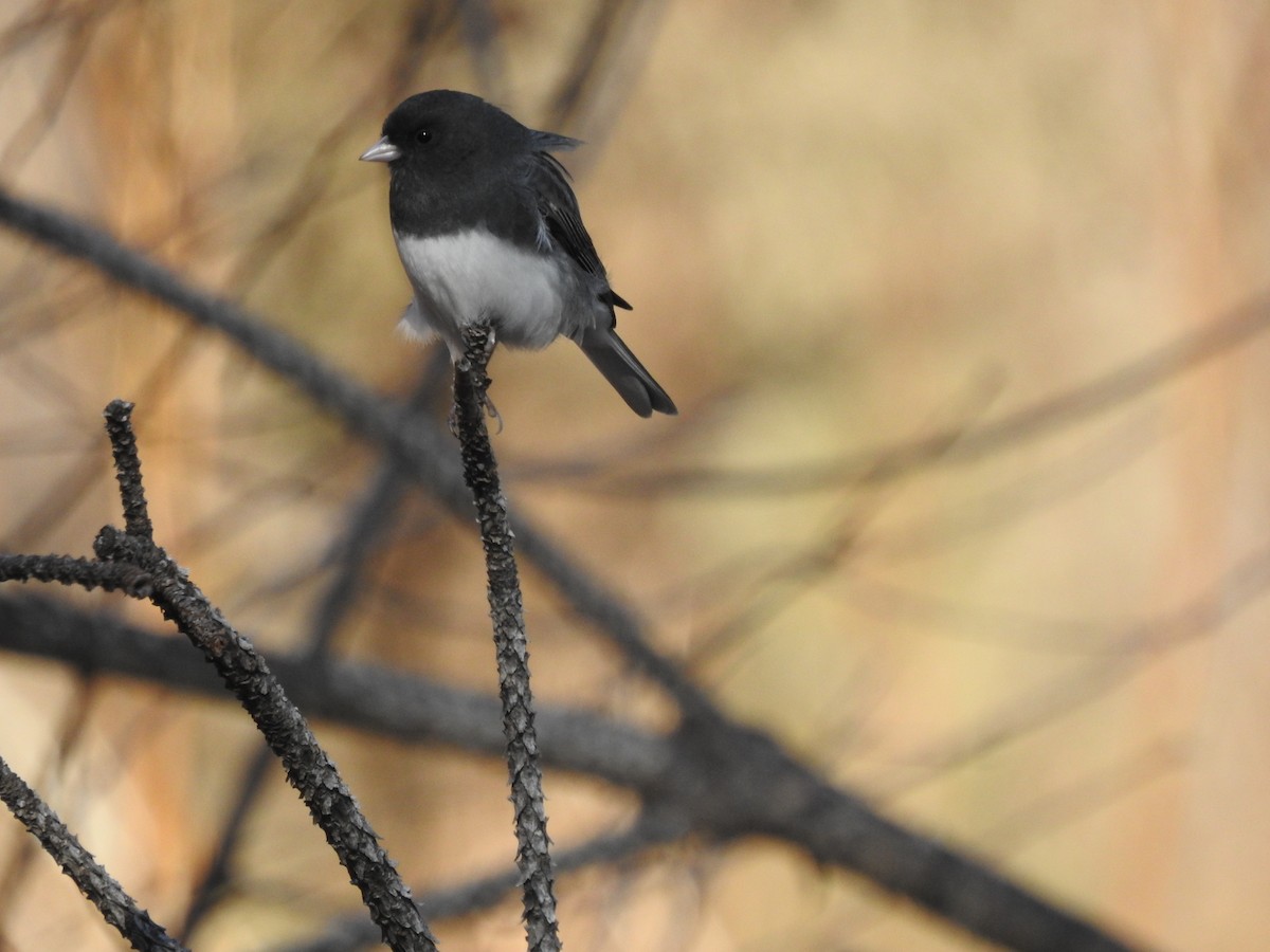 Dark-eyed Junco - ML285005541