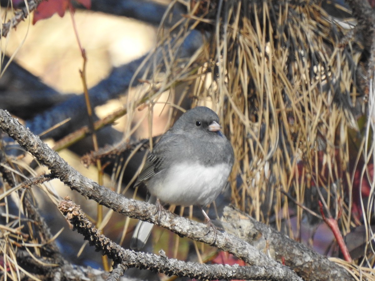 Dark-eyed Junco - ML285005561