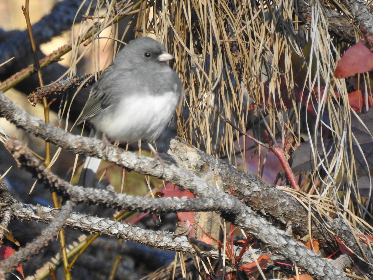 Dark-eyed Junco - ML285005571
