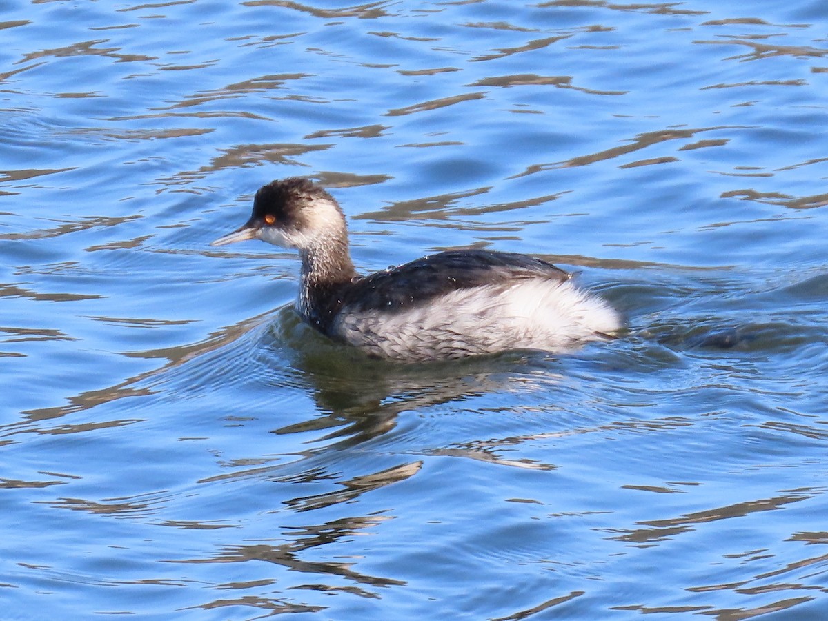 Eared Grebe - ML285006211